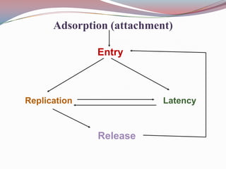 Adsorption (attachment)
Entry

Replication

Latency

Release

 