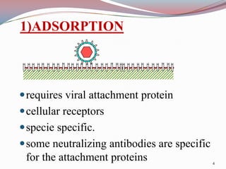 1)ADSORPTION

 requires viral attachment protein
 cellular receptors
 specie specific.
 some neutralizing antibodies are specific

for the attachment proteins

4

 
