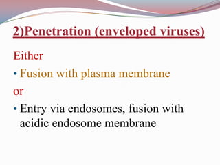 2)Penetration (enveloped viruses)
Either
• Fusion with plasma membrane
or
• Entry via endosomes, fusion with
acidic endosome membrane

 