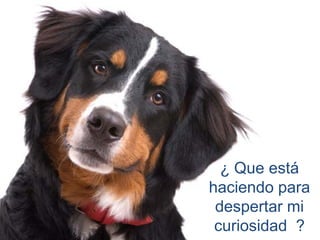 ¿ Que está
haciendo para
 despertar mi
 curiosidad ?
 