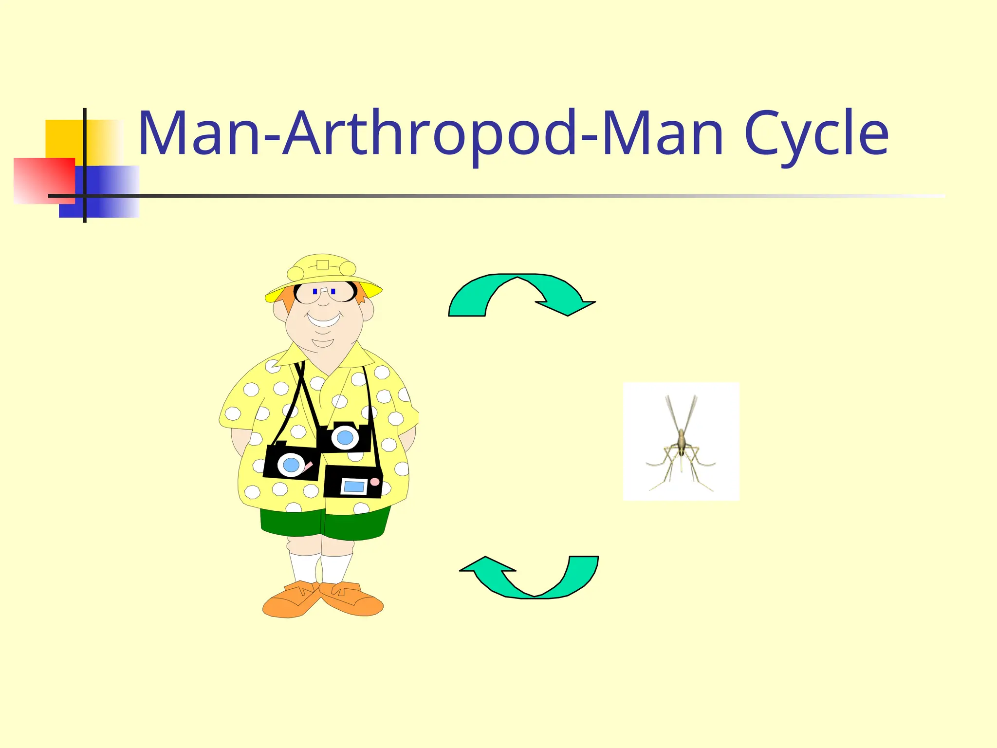 Man-Arthropod-Man Cycle
 