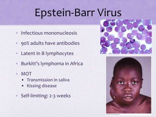 Epstein-Barr Virus
• Infectious mononucleosis
• 90% adults have antibodies
• Latent in B lymphocytes
• Burkitt’s lymphoma in Africa
• MOT
• Transmission in saliva
• Kissing disease
• Self-limiting: 2-3 weeks
 