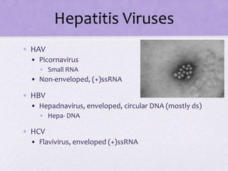 • HAV
• Picornavirus
• Small RNA
• Non-enveloped, (+)ssRNA
• HBV
• Hepadnavirus, enveloped, circular DNA (mostly ds)
• Hepa- DNA
• HCV
• Flavivirus, enveloped (+)ssRNA
Hepatitis Viruses
 