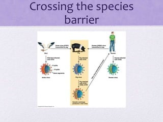 Crossing the species
barrier
 