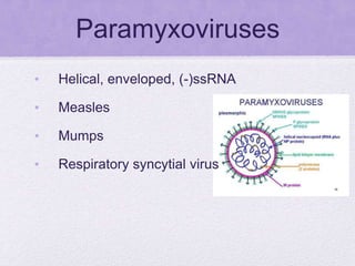 Paramyxoviruses
• Helical, enveloped, (-)ssRNA
• Measles
• Mumps
• Respiratory syncytial virus
 