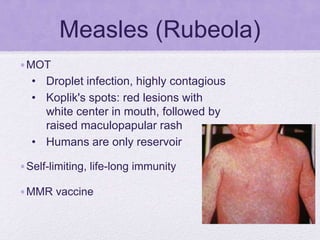Measles (Rubeola)
•MOT
• Droplet infection, highly contagious
• Koplik's spots: red lesions with
white center in mouth, followed by
raised maculopapular rash
• Humans are only reservoir
•Self-limiting, life-long immunity
•MMR vaccine
 