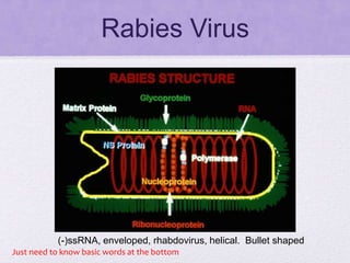 Rabies Virus
(-)ssRNA, enveloped, rhabdovirus, helical. Bullet shaped
Just need to know basic words at the bottom
 