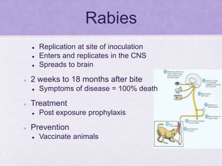 Rabies
 Replication at site of inoculation
 Enters and replicates in the CNS
 Spreads to brain
 2 weeks to 18 months after bite
 Symptoms of disease = 100% death
 Treatment
 Post exposure prophylaxis
 Prevention
 Vaccinate animals
 