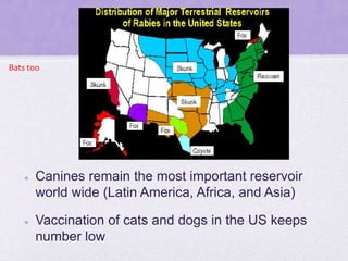  Canines remain the most important reservoir
world wide (Latin America, Africa, and Asia)
 Vaccination of cats and dogs in the US keeps
number low
Bats too
 