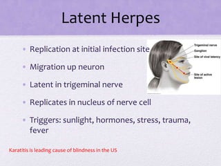 Latent Herpes
• Replication at initial infection site
• Migration up neuron
• Latent in trigeminal nerve
• Replicates in nucleus of nerve cell
• Triggers: sunlight, hormones, stress, trauma,
fever
Karatitis is leading cause of blindness in the US
 