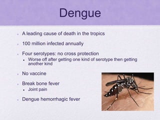 Dengue
 A leading cause of death in the tropics
 100 million infected annually
 Four serotypes: no cross protection
 Worse off after getting one kind of serotype then getting
another kind
 No vaccine
 Break bone fever
 Joint pain
 Dengue hemorrhagic fever
 