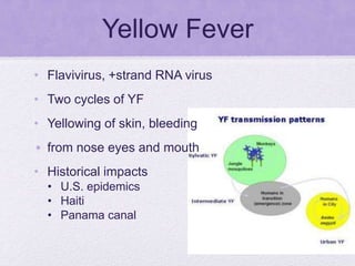 Yellow Fever
• Flavivirus, +strand RNA virus
• Two cycles of YF
• Yellowing of skin, bleeding
• from nose eyes and mouth
• Historical impacts
• U.S. epidemics
• Haiti
• Panama canal
 