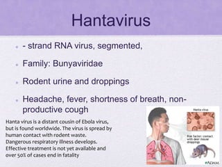 Hantavirus
 - strand RNA virus, segmented,
 Family: Bunyaviridae
 Rodent urine and droppings
 Headache, fever, shortness of breath, non-
productive cough
Hanta virus is a distant cousin of Ebola virus,
but is found worldwide. The virus is spread by
human contact with rodent waste.
Dangerous respiratory illness develops.
Effective treatment is not yet available and
over 50% of cases end in fatality
 