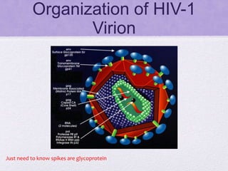 Organization of HIV-1
Virion
Just need to know spikes are glycoprotein
 