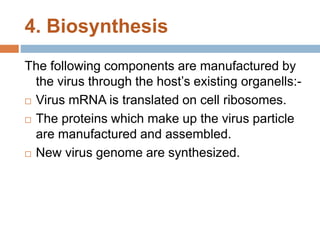 4. Biosynthesis
The following components are manufactured by
the virus through the host’s existing organells:-
 Virus mRNA is translated on cell ribosomes.
 The proteins which make up the virus particle
are manufactured and assembled.
 New virus genome are synthesized.
 