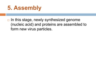 5. Assembly
 In this stage, newly synthesized genome
(nucleic acid) and proteins are assembled to
form new virus particles.
 