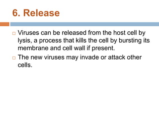 6. Release
 Viruses can be released from the host cell by
lysis, a process that kills the cell by bursting its
membrane and cell wall if present.
 The new viruses may invade or attack other
cells.
 