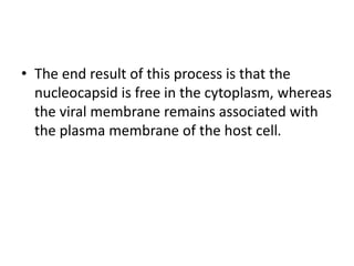 • The end result of this process is that the
nucleocapsid is free in the cytoplasm, whereas
the viral membrane remains associated with
the plasma membrane of the host cell.
 