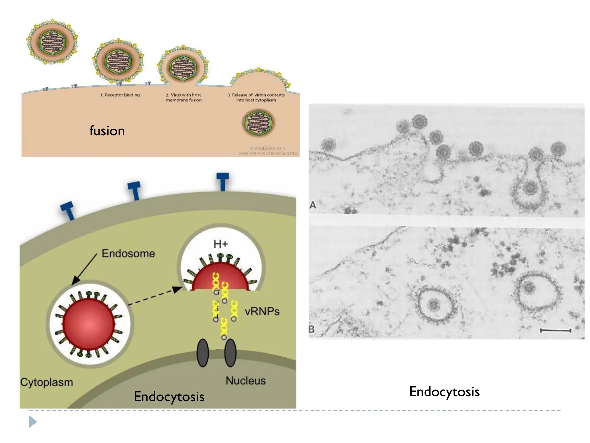 Viral replication and Mechanism of infection and spread of viruses ...