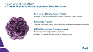 Minute Virus of Mice (MVM)
A Threat Even in Animal Component Free Processes
Parvovirus (family Parvoviridae)
Small (< 20 nm) non enveloped virus with 5-kb linear, ssDNA genome
Extremely virulent
One viral particle per liter of culture sufficient to generate a contamination event
Difficult to remove from processes
Present in animal component free processes
Resistant to inactivation via chemical or physical means
14
14
 