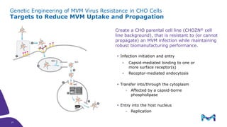 Genetic Engineering of MVM Virus Resistance in CHO Cells
Targets to Reduce MVM Uptake and Propagation
Create a CHO parental cell line (CHOZN® cell
line background), that is resistant to (or cannot
propagate) an MVM infection while maintaining
robust biomanufacturing performance.
 Infection initiation and entry
- Capsid-mediated binding to one or
more surface receptor(s)
- Receptor-mediated endocytosis
 Transfer into/through the cytoplasm
- Affected by a capsid-borne
phospholipase
 Entry into the host nucleus
- Replication
27
27
 