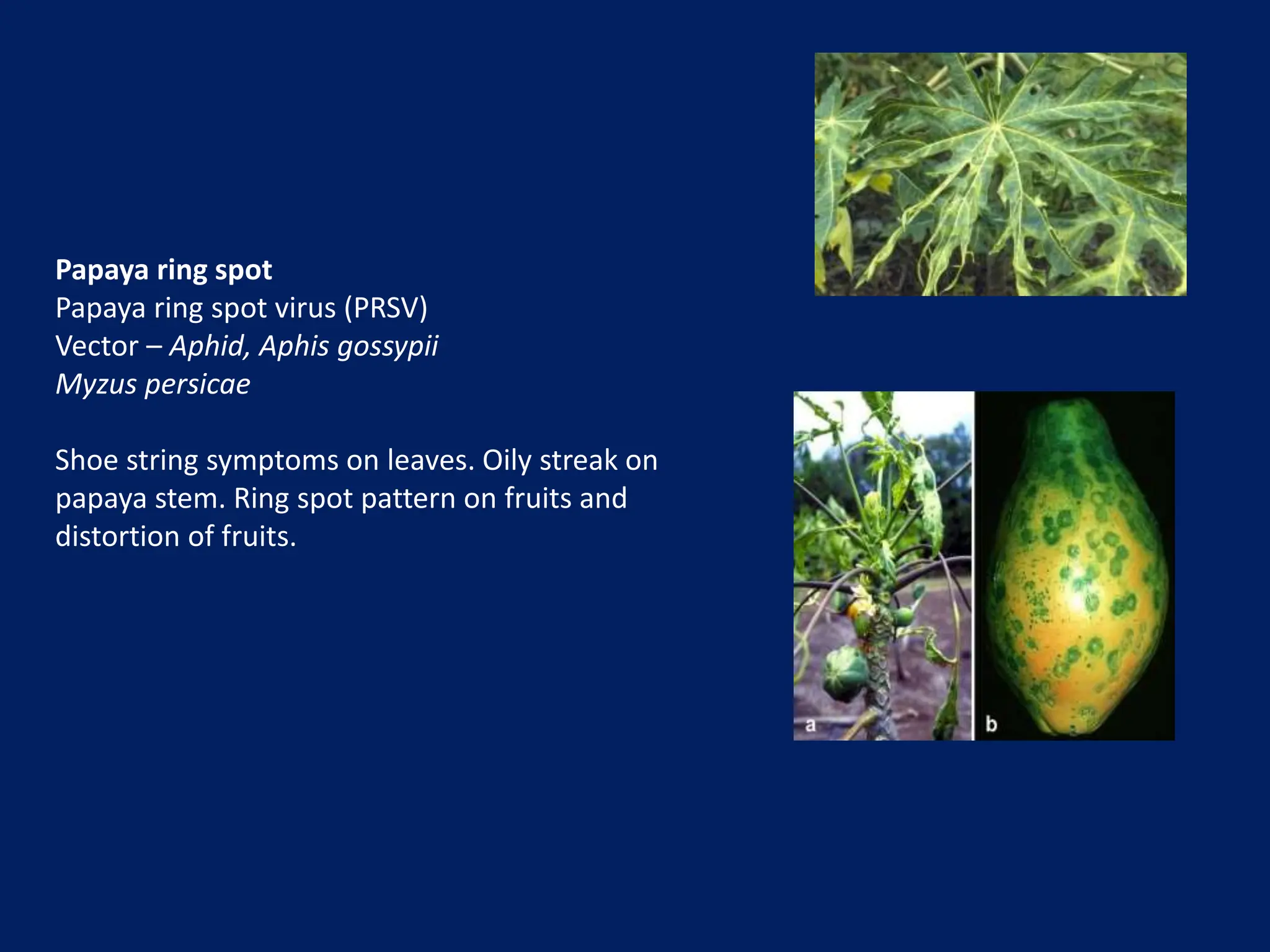 String Virus Viral symptom.pptx........phytopathology | PPTX