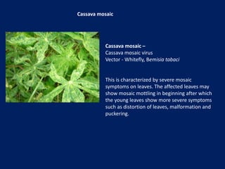 Cassava mosaic –
Cassava mosaic virus
Vector - Whitefly, Bemisia tabaci
This is characterized by severe mosaic
symptoms on leaves. The affected leaves may
show mosaic mottling in beginning after which
the young leaves show more severe symptoms
such as distortion of leaves, malformation and
puckering.
Cassava mosaic
 