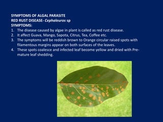 Viral symptom.pptx........phytopathology | PPTX