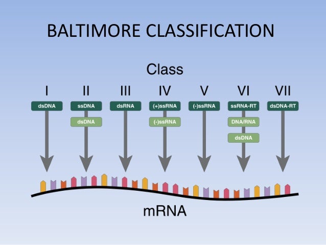 VIRUS TAXONOMY PDF DOWNLOAD VIRUS TAXONOMY PDF DOWNLOAD