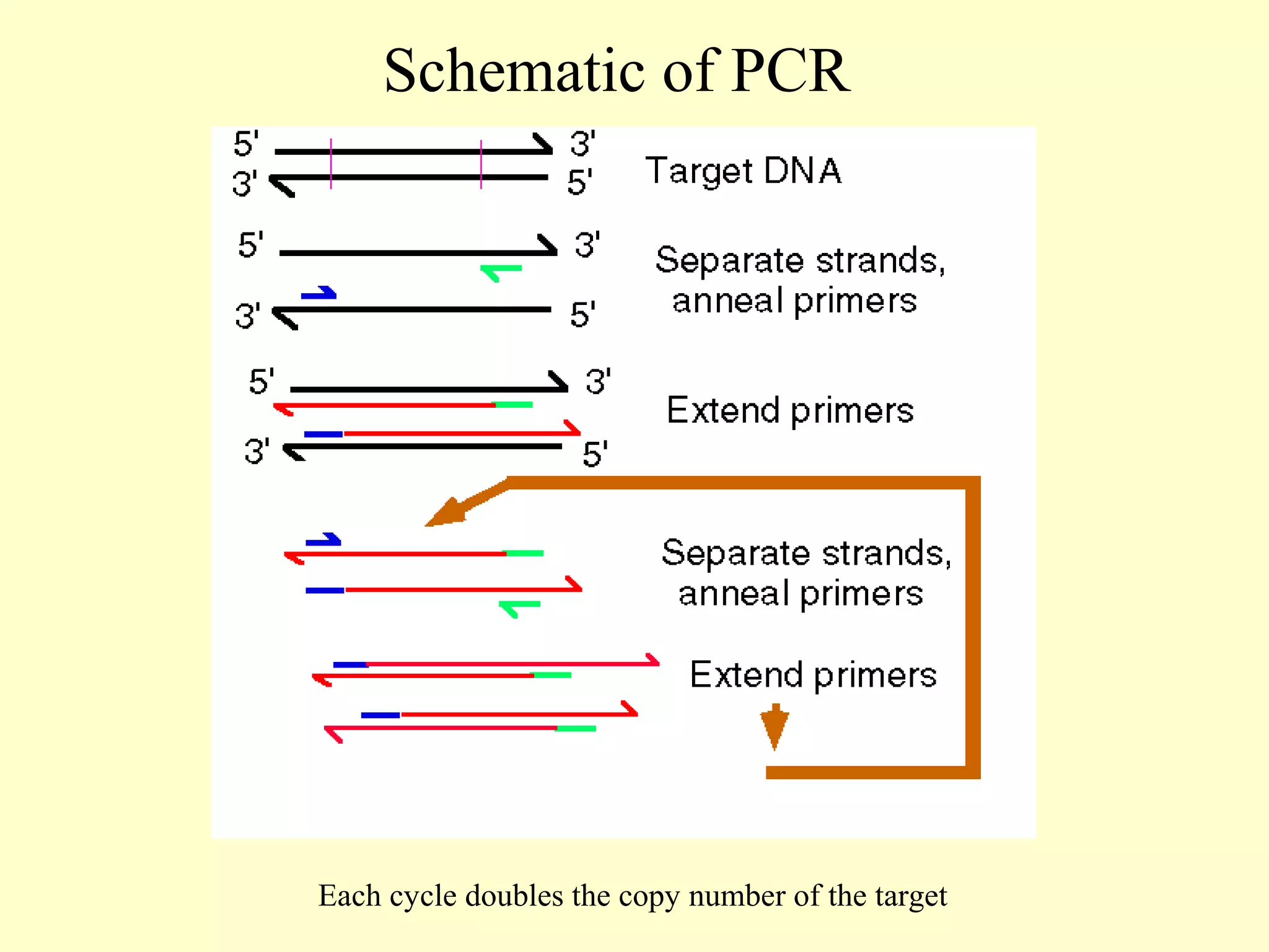 Schematic of PCR




Each cycle doubles the copy number of the target
 