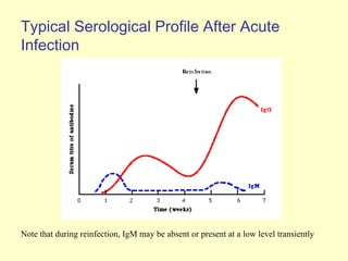 Typical Serological Profile After Acute
Infection




Note that during reinfection, IgM may be absent or present at a low level transiently
 