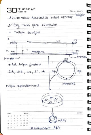 Virus Notes.pdf Virology Notes 2020 #26: Therapeutic viruses | PDF