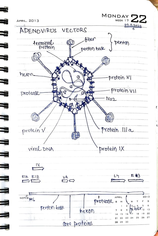 Virology Notes 2020 #26: Therapeutic viruses | PDF