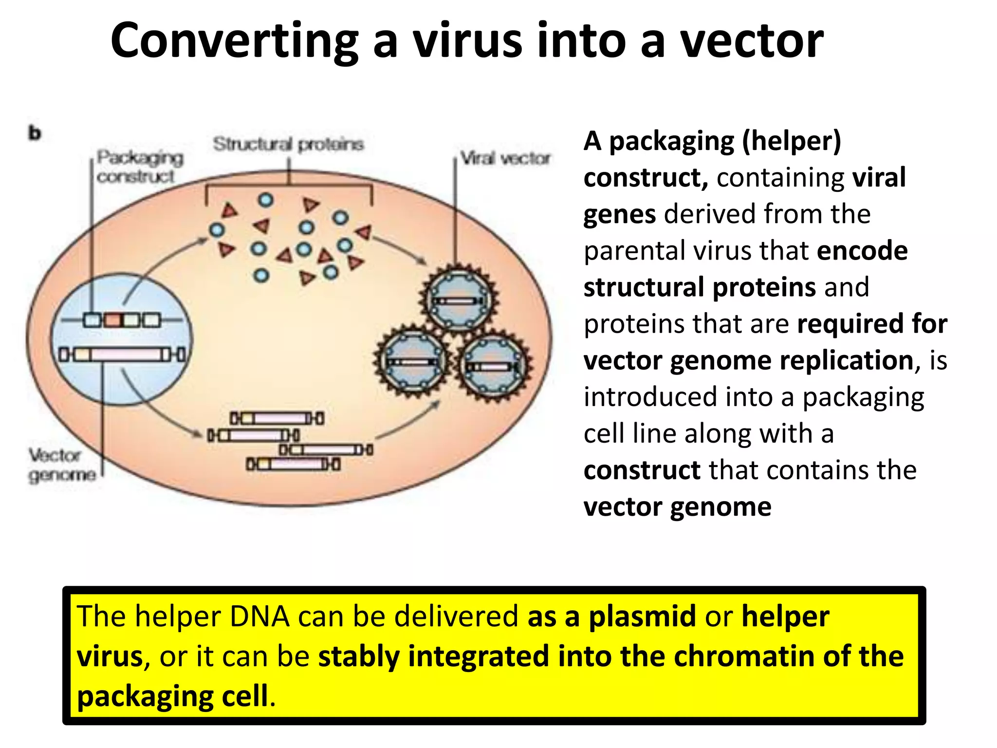 Viral vectors in virology | PPTX