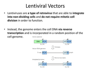 Lentiviral Vectors
• Lentiviruses are a type of retrovirus that are able to integrate
into non-dividing cells and do not require mitotic cell
division in order to function.
• Instead, the genome enters the cell DNA via reverse
transcription and is incorporated in a random position of the
cell genome.
 