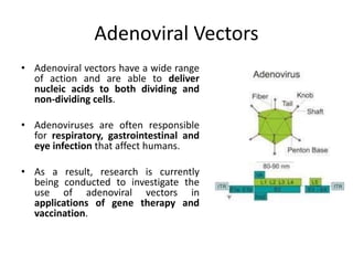 Adenoviral Vectors
• Adenoviral vectors have a wide range
of action and are able to deliver
nucleic acids to both dividing and
non-dividing cells.
• Adenoviruses are often responsible
for respiratory, gastrointestinal and
eye infection that affect humans.
• As a result, research is currently
being conducted to investigate the
use of adenoviral vectors in
applications of gene therapy and
vaccination.
 