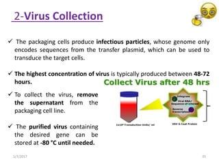 1/7/2017 35
 The packaging cells produce infectious particles, whose genome only
encodes sequences from the transfer plasmid, which can be used to
transduce the target cells.
 The highest concentration of virus is typically produced between 48-72
hours.
2-Virus Collection
 To collect the virus, remove
the supernatant from the
packaging cell line.
 The purified virus containing
the desired gene can be
stored at -80 °C until needed.
 
