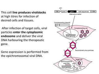 This cell line produces viralstocks
at high titres for infection of
desired cells and tissues.
After infection of target cells, viral
particles enter the cytoplasmic
endosome and deliver the viral
DNA harbouring the therapeutic
gene.
Gene expression is performed from
the epichromosomal viral DNA.
 