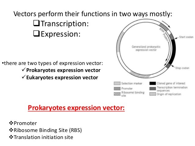Viral vectors in virology
