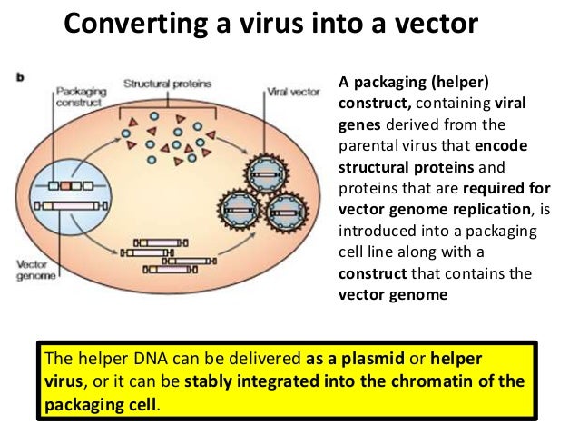 Viral vectors in virology