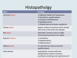 Histopatholgy
FindingsWart
1-Digitated epidermal hyperplasia,
2-Acanthosis, papillomatosis
3-Compact orthokeratosis
4-Hypergranulosis
5-Dilated dermal tortuous capillaries
Common Warts
Appear similar to common warts except
that most of the lesion lies deeper.
Plantar warts
Resemble common warts on light
microscopy but tend to be muted.
Flat Warts
1-Acanthosis,
2-Hyperkeratosis,
3-Papillomatosis.
Butcher's warts:
As common but with prominent
papillomatosis
Filiform warts
hyperplastic mucosa with thin
parakeratotic stratum corneum,
acanthosis, blunting and anastomosis of
Heck disease
 