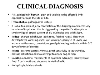 CLINICAL DIAGNOSIS
• First symptom in human - pain and tingling in the affected limb,
especially around the site of bite.
• Hydrophobia- pathognomic feature
• It is due to a violent jerky contraction of the diaphragm and accessory
muscles of inspiration that is triggered by the patient’s attempts to
swallow liquid, strong current of air, loud noise and bright light.
• In dog - change in behavior ,bark tone, feeding habits. They may
develop fever, vomiting, excessive salivation, paralysis of lower jaw,
anxiety, restlessness, convulsions, paralysis leading to death with in 5-7
days of onset of disease.
• In cats - extreme aggressiveness, great sensitivity to touch/voice,
profuse salivation and may attempt to attack dog or man.
• In cattle- abnormal movements of posterior extremity, foamy yellow
froth from mouth and decrease in yield of milk.
• No hydrophobia in animals.
 