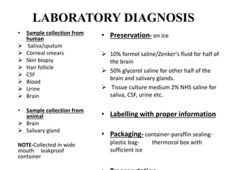 LABORATORY DIAGNOSIS
• Sample collection from
human
 Saliva/sputum
 Corneal smears
 Skin biopsy
 Hair follicle
 CSF
 Blood
 Urine
 Brain
• Sample collection from
animal
 Brain
 Salivary gland
NOTE-Collected in wide
mouth leakproof
container
• Preservation- on ice
 10% formol saline/Zenker's fluid for half of
the brain
 50% glycerol saline for other half of the
brain and salivary glands.
 Tissue culture medium 2% NHS saline for
saliva, CSF, urine etc.
• Labelling with proper information
• Packaging- container-paraffin sealing-
plastic bag- thermocol box with
sufficient ice
 