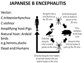 JAPANESE B ENCEPHALITIS
Vector:
C.tritaeniorhynchus
C.vishnui
Amplifying host:Pigs
Natural host: Ardeid
birds
e.g.herons,ducks
Dead end:Humans
 