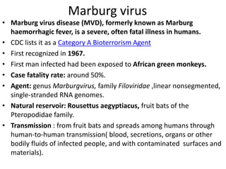 Marburg virus
• Marburg virus disease (MVD), formerly known as Marburg
haemorrhagic fever, is a severe, often fatal illness in humans.
• CDC lists it as a Category A Bioterrorism Agent
• First recognized in 1967.
• First man infected had been exposed to African green monkeys.
• Case fatality rate: around 50%.
• Agent: genus Marburgvirus, family Filoviridae ,linear nonsegmented,
single-stranded RNA genomes.
• Natural reservoir: Rousettus aegyptiacus, fruit bats of the
Pteropodidae family.
• Transmission : from fruit bats and spreads among humans through
human-to-human transmission( blood, secretions, organs or other
bodily fluids of infected people, and with contaminated surfaces and
materials).
 