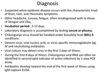 Diagnosis
• Suspected when epidemic disease occurs with the characteristic triad
of fever, rash, and rheumatic symptoms.
• Other headache, nausea, fatigue, often misdiagnosed with to those
of Dengue and Zika.
• Incubation period- 2-12 days.
• Laboratory diagnosis is accomplished by testing serum or plasma.
• Chikungunya virus should be handled under biosafety level (BSL) 3
conditions.
• Detects virus, viral nucleic acid, or virus-specific immunoglobulin (Ig)
M and neutralizing antibodies.
• Viral culture may detect virus in the first 3 days of illness.
• During the first 8 days of illness, Chikungunya viral RNA can often be
identified in serum(rapid indicator of active infection) by 1-step PCR
assay.
• Antibodies develop toward the end of the first week of illness using
IgM-capture ELISA.
 