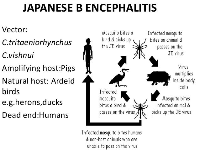 Viral zoonotic disease