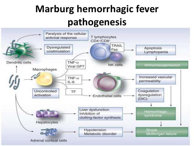 Viral zoonotic disease