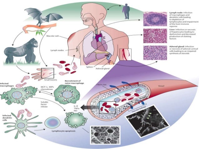Viral zoonotic disease