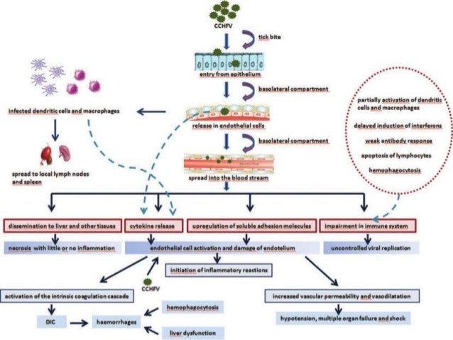 Viral zoonotic disease